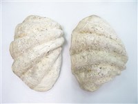 藏品(巨硨磲蛤)的圖片